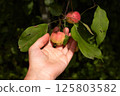 woman hand picking an apple 125803582