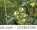A lot of green tomatoes on a bush in a greenhouse. Tomato plants in greenhouse. 125803584