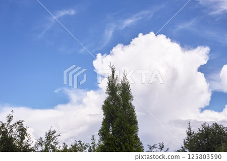 The sky is blue and clear with no clouds and trees 125803590