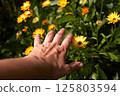 Marigold flower in female hand. (Calendula Officinalis) Woman collects marigold flowers for medical purposes. 125803594