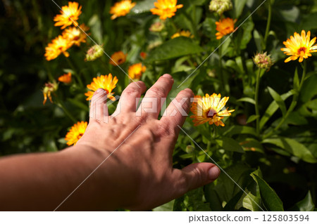 Marigold flower in female hand. (Calendula Officinalis) Woman collects marigold flowers for medical purposes. 125803594