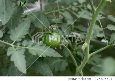 A lot of green tomatoes on a bush in a greenhouse. Tomato plants in greenhouse. 125803595