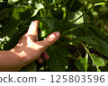 Harvest of green peppers. Female hands harvesting 125803596