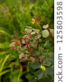 a young rose bush is red-green without flowering. 125803598