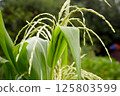 Green plant close-up as a background. Corn leaves 125803599