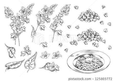 Set of Monochrome Sketch with Branches, Leaves, Flowers, Buckwheat Grains and Porridge Plate. 125803772
