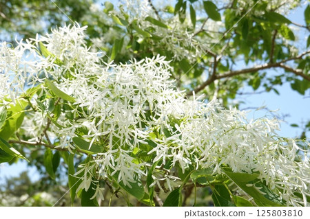 Hutsubutago盛開 125803810