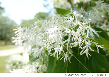 Nanja Monja盛開 125803811