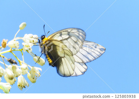 Parnassius glacialis 吸新娘花環花 125803938