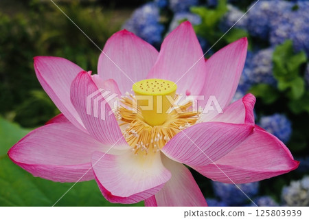 明亮的粉紅色蓮花 明亮的粉紅色蓮花 125803939