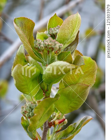 Branche of chokeberry with several leaves emerging in early spring 125803979