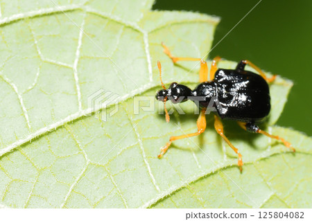 公主科布attelabidae 125804082