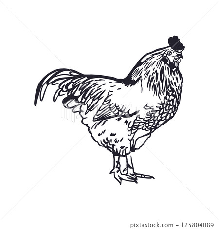 Rooster in graphic style. Black ink sketch. Hand drawn vector illustration of domestic farm bird. For greeting cards, labels, banners, posters. Rooster in graphic style. Black ink sketch. Hand drawn vector illustration of domestic farm bird. For greeting cards, labels, banners, posters. 125804089
