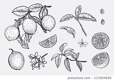 Lemons set in graphic style. Whole fruits and slices, flowers, leaves, twig. Sketch in black ink. Hand drawn vector illustration. Food and cosmetic labels, banners. Jam and lemonade packaging design. 125804099