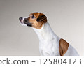 Jack Russell Terrier on a light background. Close-up portrait of a dog looking up 125804123