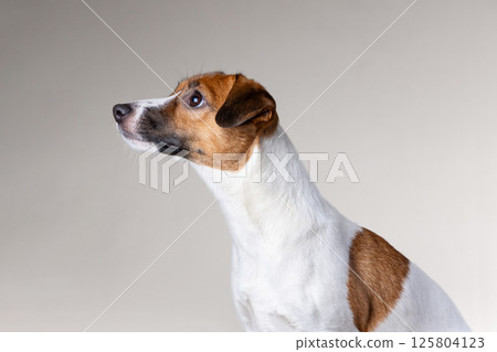 Jack Russell Terrier on a light background. Close-up portrait of a dog looking up 125804123