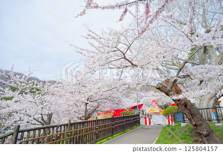 Cherry blossoms at Hakodate Park 125804157