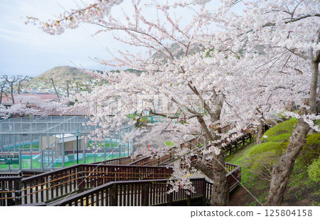 Cherry blossoms at Hakodate Park Cherry blossoms at Hakodate Park 125804158