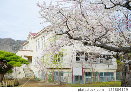 函館公園的櫻花盛開 函館公園的櫻花盛開 125804159
