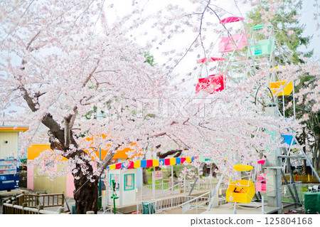 函館公園的櫻花盛開 125804168