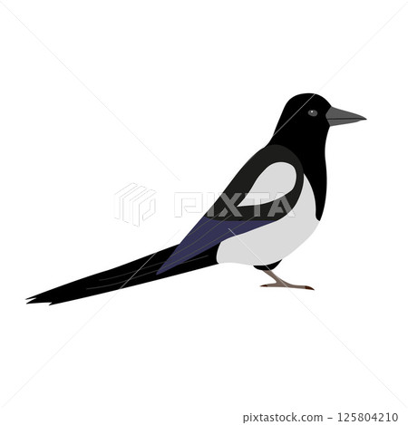 Vector flat hand drawn magpie bird Vector flat hand drawn magpie bird 125804210
