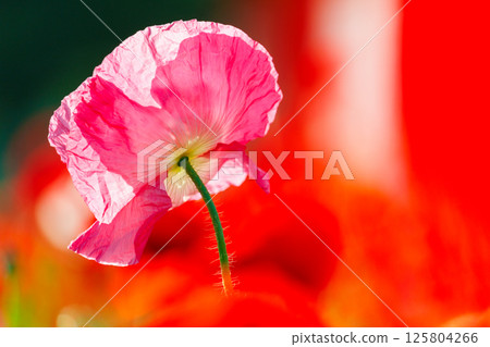 Beautiful poppies blooming in a flower field 125804266