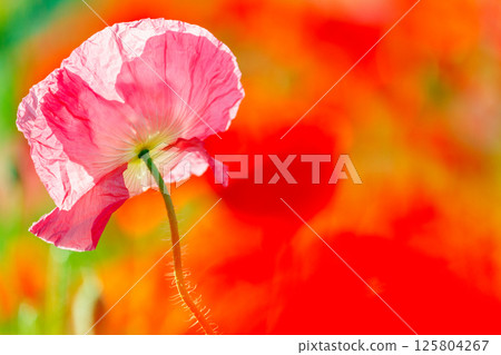 Beautiful poppies blooming in a flower field 125804267