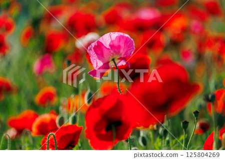 盛開在花田裡的美麗罌粟花 盛開在花田裡的美麗罌粟花 125804269