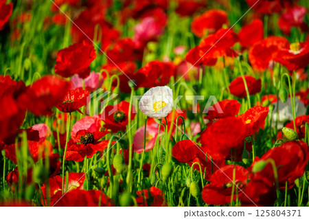 盛開在花田裡的美麗罌粟花 125804371