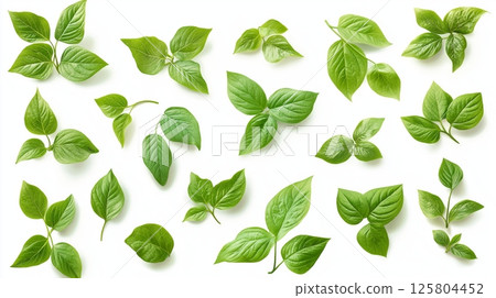 Green leaves collection on a white background suitable for design applications Green leaves collection on a white background suitable for design applications 125804452