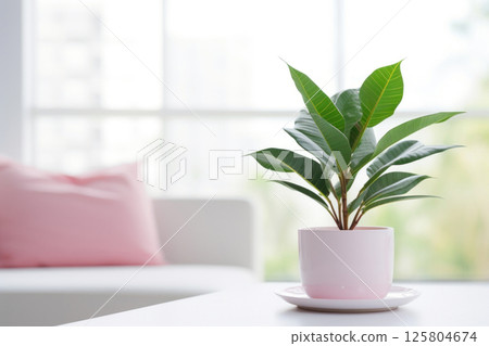Green plant with long, slender leaves placed in white pot on white coffee table in front of pink 125804674