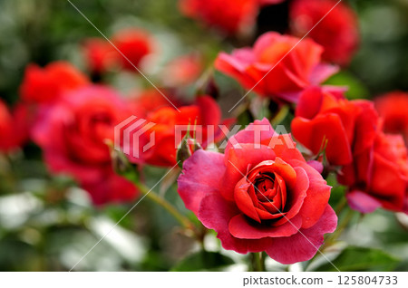 The red rose I once saw 125804733
