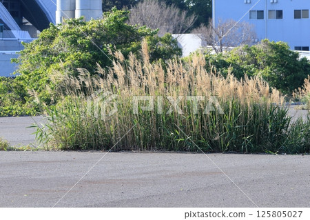 瀝青路面上的雜草 125805027