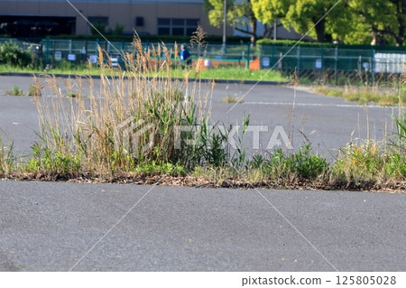 Weeds on asphalt pavement 125805028