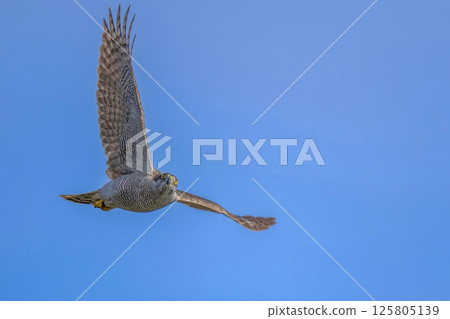 A young goshawk flying calmly against a blue sky 125805139