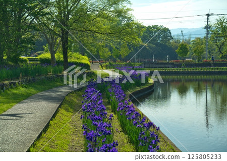 Iris at Hayamizu Park in Miyakonojo City, R7 Iris at Hayamizu Park in Miyakonojo City, R7 125805233