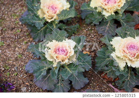 哈伯坦花 125805315
