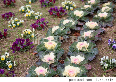 哈伯坦花 哈伯坦花 125805316