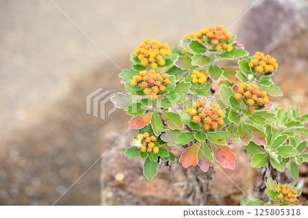 Isogic花 125805318