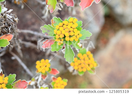 Isogic flowers 125805319