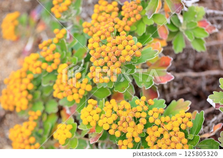 Isogic flowers Isogic flowers 125805320