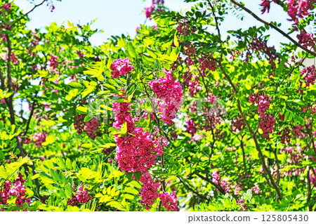 Red Robinia pseudoacacia flowers (spring, May) 125805430