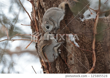 Flying squirrels playing with their friends, Siberian flying squirrels, Hokkaido, winter 125805528