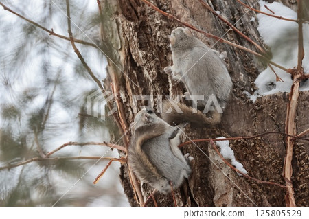 Flying squirrels playing with their friends, Siberian flying squirrels, Hokkaido, winter 125805529
