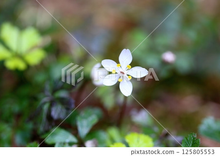 Pure plum blossoms and yellow lotus flowers 125805553