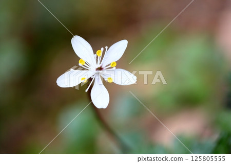 Pure plum blossoms and yellow lotus flowers Pure plum blossoms and yellow lotus flowers 125805555