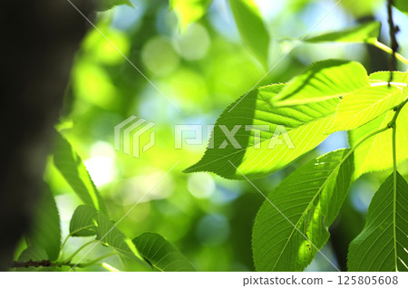 新鮮的綠色季節 125805608