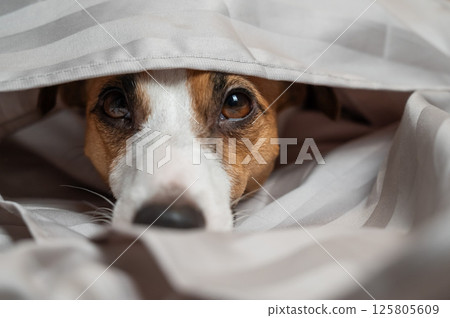 A Jack Russell Terrier dog lies with its nose sticking out from under the blanket.  125805609