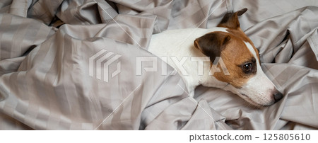 Top view of jack russell terrier dog lying in bed.  125805610