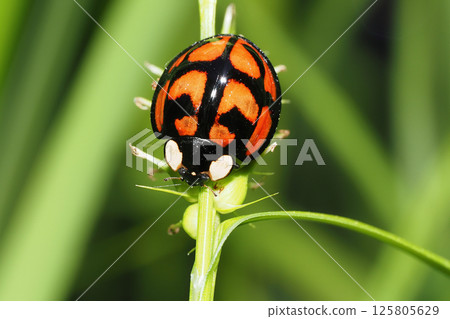 山茶花帳篷 山茶花帳篷 125805629